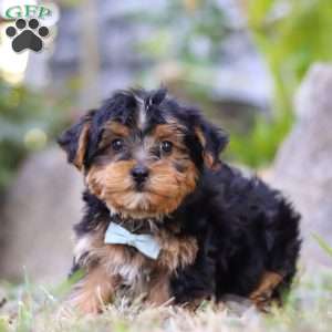 Parker, Yorkie Poo Puppy